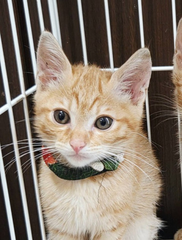 待ちねこ譲渡会　子猫が大集合！