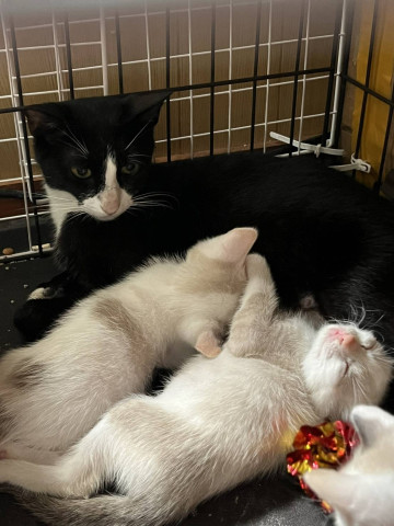 おきなわ美ら猫譲渡会♡天白区♡茶トラ☆シャム系☆フワフワ祭り
