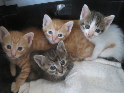 ねりまねこオープンシェルター