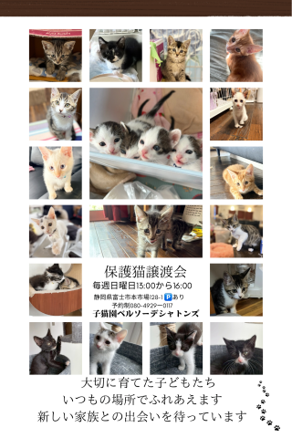 保護猫譲渡会