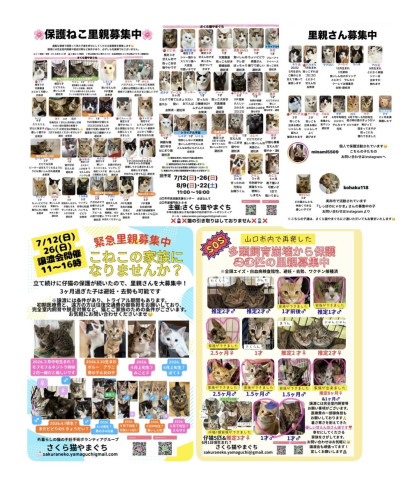 保護ねこ譲渡会〜inさぽらんて
