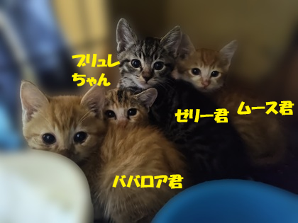 保護ニャンコの譲渡会