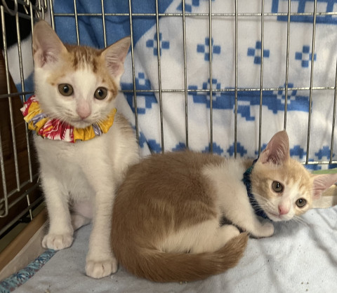 保護ねこ譲渡会in周南市