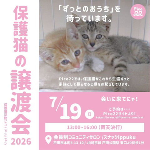 保護猫の譲渡会