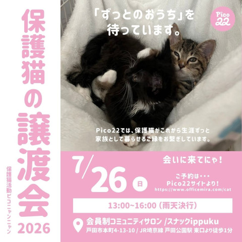 保護猫の譲渡会