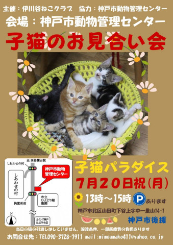 子猫のお見合い会