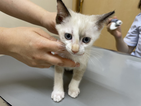 シャム系子猫きょうだい⭐︎おきなわ美ら猫譲渡会♡天白区