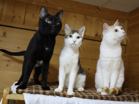 「猫の駅」保護猫譲渡会