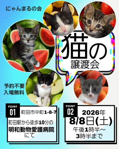 町田で譲渡会●にゃんまるの会●猫の譲渡会