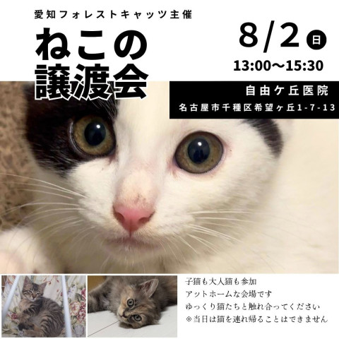 子猫多数参加！保護猫譲渡会　名古屋市
