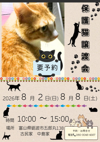 保護猫譲渡会