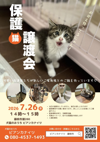 保護猫の譲渡会