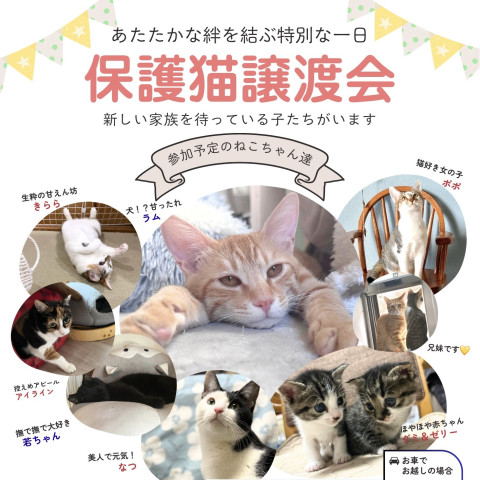 横浜保護ねこ譲渡会