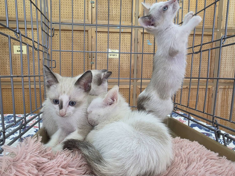 おきなわ美ら猫譲渡会♡天白区♡茶トラ☆シャム系☆フワフワ祭り