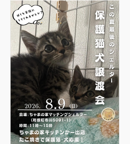 この夏最後のシェルター保護猫犬譲渡会