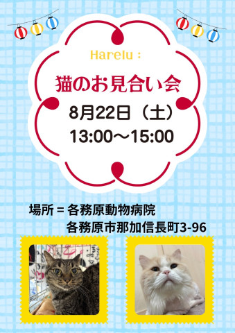 保護猫譲渡会