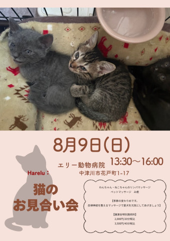 保護猫譲渡会