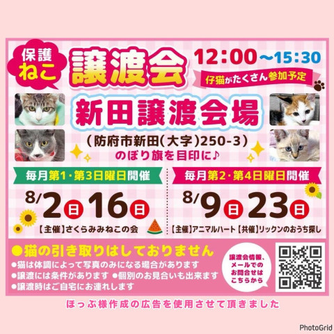 保護ねこ譲渡会