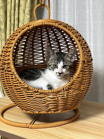 in日進市☆子猫祭り☆保護猫達を暖かいオウチに迎えよう☆2026年8月1日（土）～ 非営利団体「ちーむ にゃいんず」