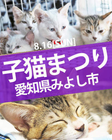 25匹くらいの子猫まつり★みよし市