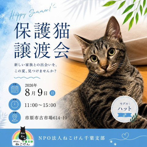 NPO法人ねこけん 千葉支部 譲渡会