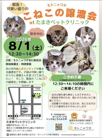 モトニャワタこねこの譲渡会