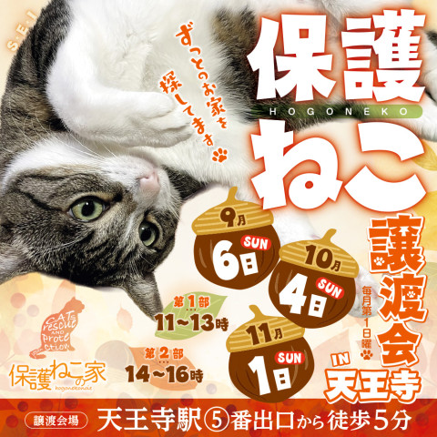 保護ねこの家譲渡会 in 天王寺