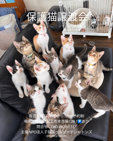 保護猫譲渡会