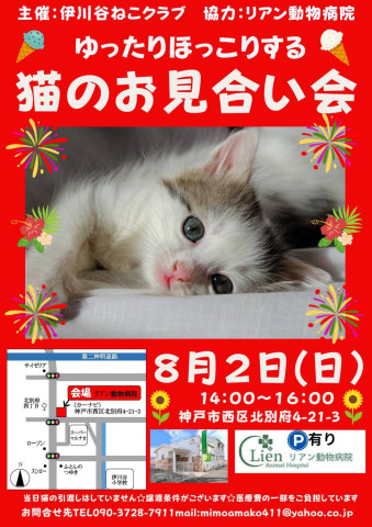 ゆったりほっこり猫のお見合い会