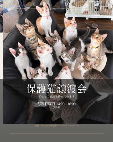 保護猫譲渡会