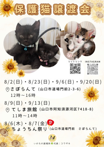 保護猫譲渡会in山口市阿知須猫庭つむぐん