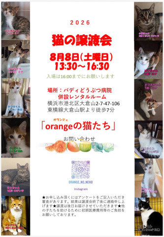 orangeの猫たちin横浜大倉山