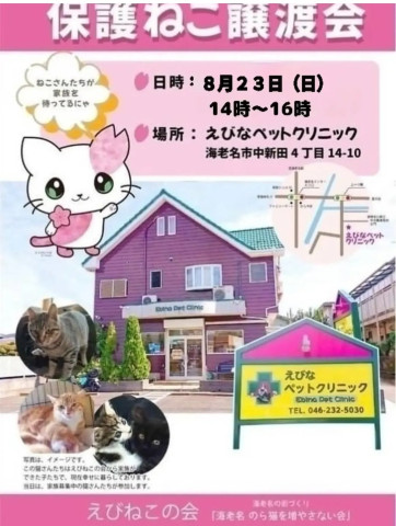 保護ねこ譲渡会@海老名
