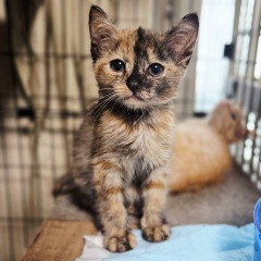 待ちねこ譲渡会　子猫が大集合！