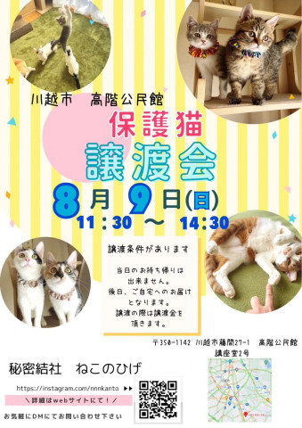 秘密結社ねこのひげ♡仔猫だけの保護猫譲渡会