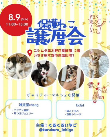 くるくるいちご　保護ねこ譲渡会