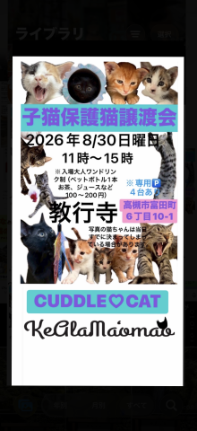 子猫保護猫譲渡会