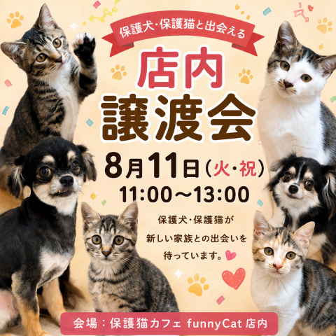 店内譲渡会in保護猫カフェfunnyCat