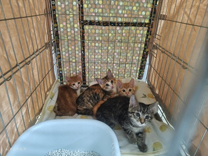 保護猫譲渡会