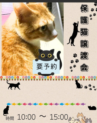 道の駅井波　保護猫譲渡会