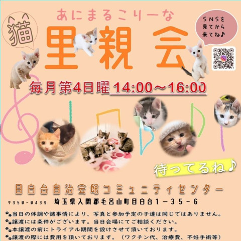 あにこり猫の里親会