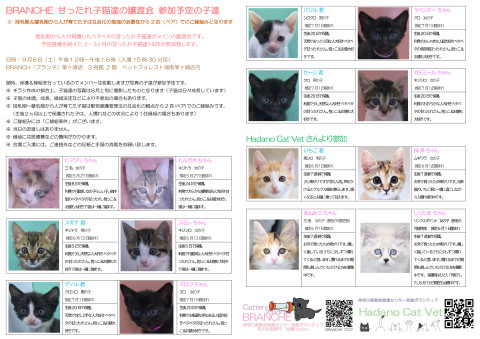 BRANCHE 甘ったれっ子猫達の譲渡会㏌茅ヶ崎【2026年度 第1回】 