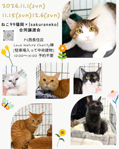 🐾 ねこ99福岡 × [sakuraneko] 合同譲渡会 🐾