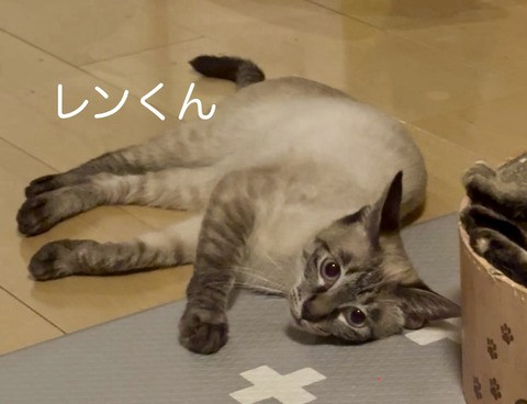 待ちねこ譲渡会　子猫が大集合！