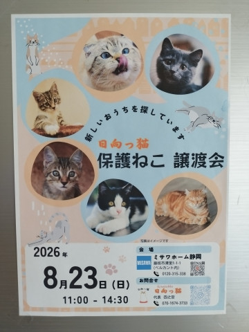 日向っ猫譲渡会inミサワホーム静岡藤枝