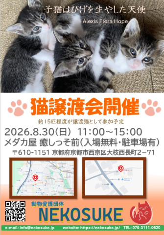 猫譲渡会 in 京都市（西京区）