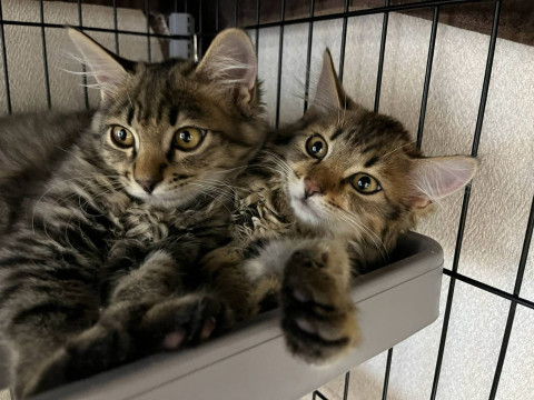 in日進市☆子猫祭り☆保護猫達を暖かいオウチに迎えよう☆2026年8月15日（土）～ 非営利団体「ちーむ にゃいんず」