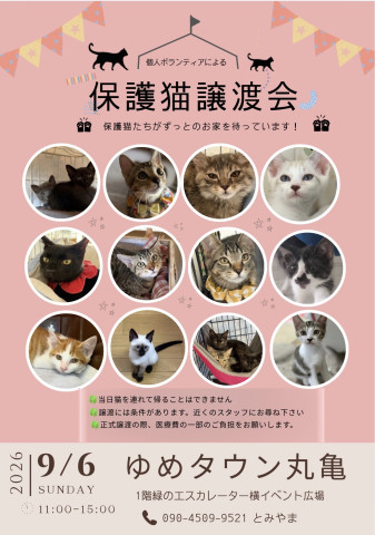 保護猫譲渡会