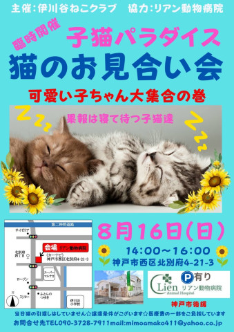 ゆったりほっこり猫のお見合い会