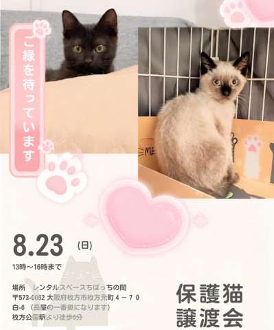 保護猫譲渡会